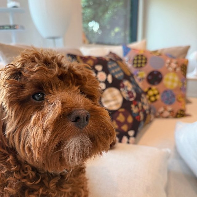 A curly red-brown dog on a sofa beside Atelier Dorothy cushion covers